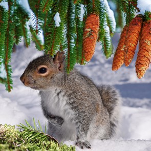 TANNENGRÜN UND SCHNEEWEISS! Winter- und Weihnachtsmärchen